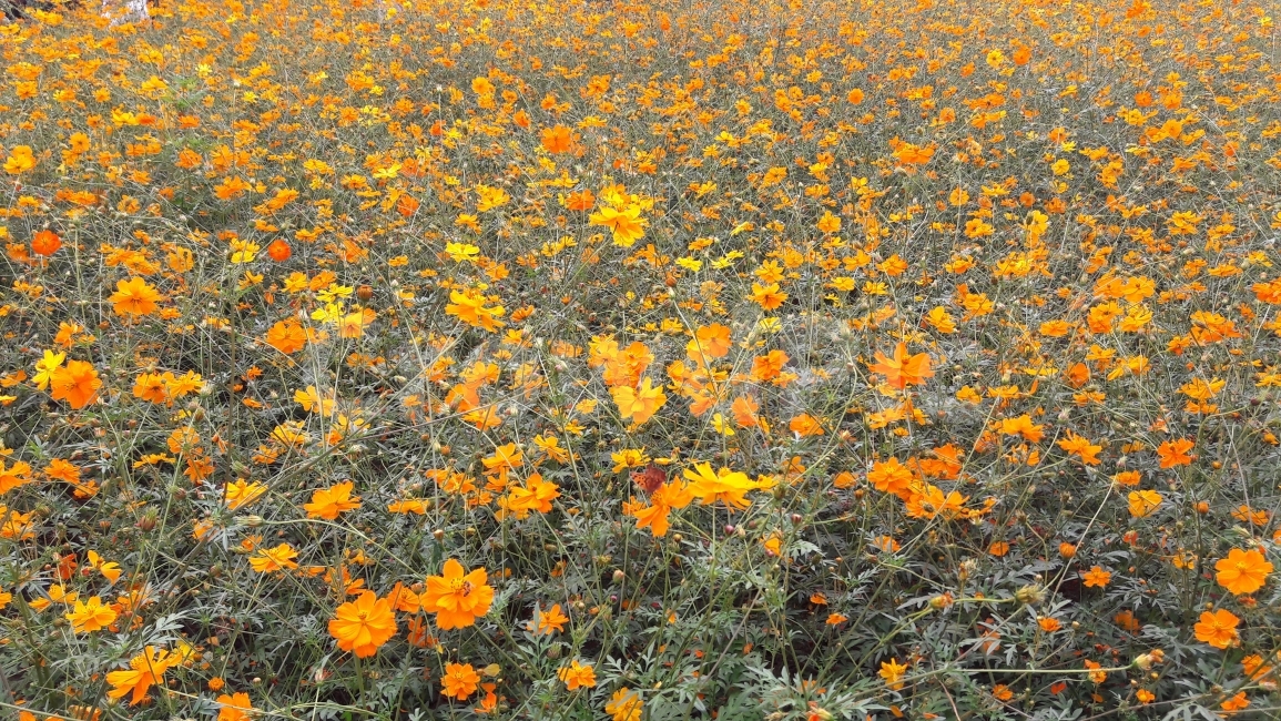 꽃,코스모스,노랑,주황,가을,가을,계절,fall,autumn,season,식물,자연,plants,nature,꽃,flower,plant