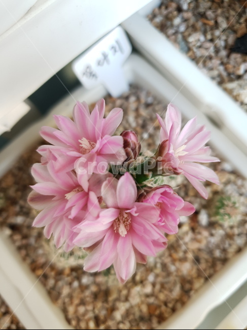 선인장,꽃,화분,flower,식물,자연,핑크