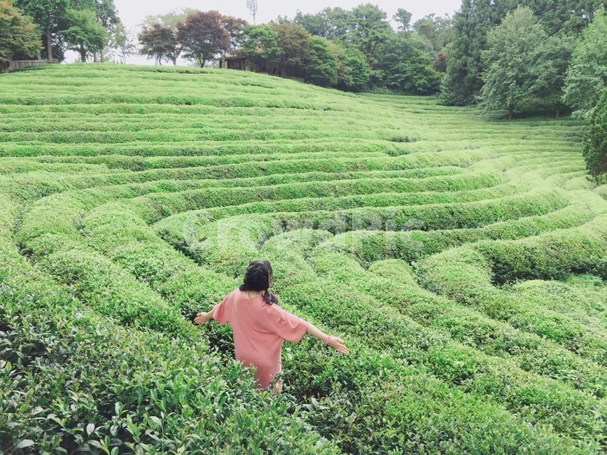 녹차밭,고지대,산,차밭,녹차,보성,초록색,푸르른,여름,수확,tea,자연,nature,뒷모습,여자,자연배경,미로,maze,human