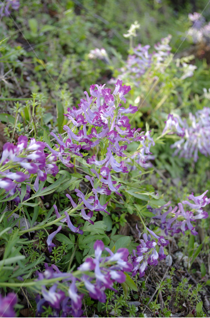 꽃,식물,flower,plant,현호색,식물,자연,plants,nature,꽃,flower