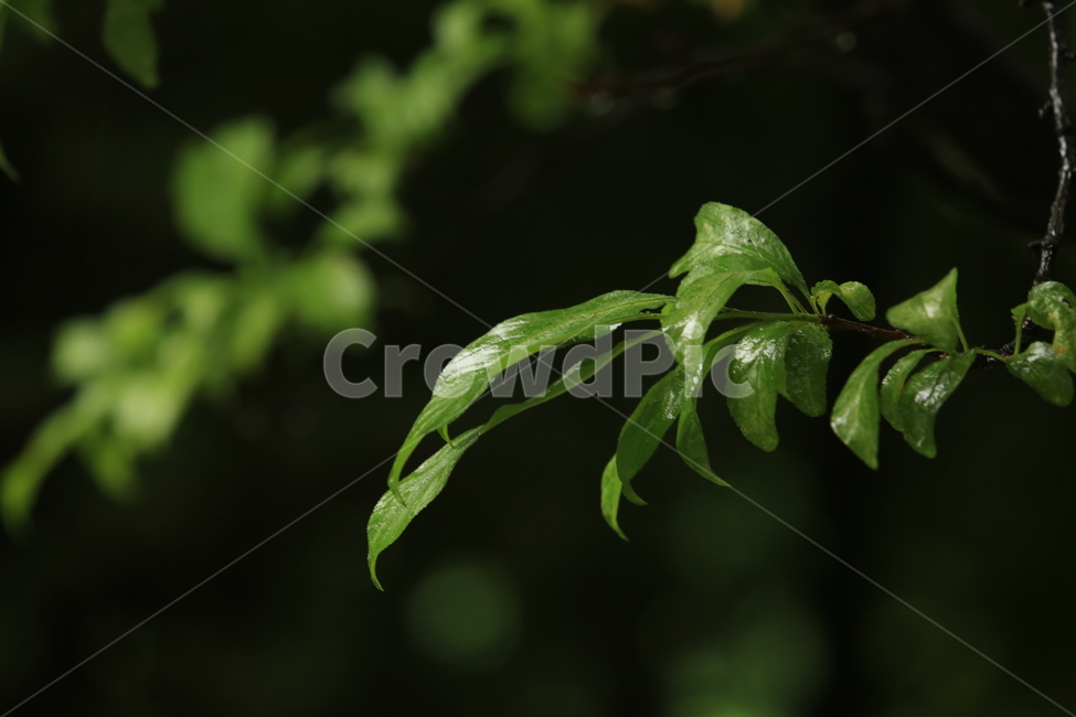비,풍경,빗방울,소경,rain,비오는소경,식물,자연,plants,nature