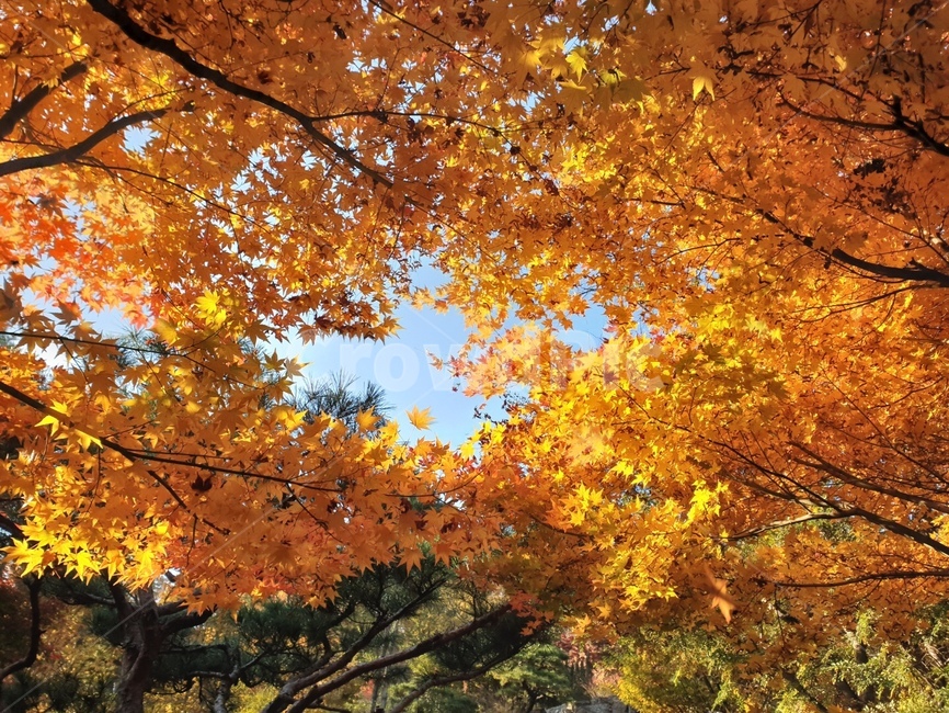 가을,단풍,가을단풍,은행,노랑,fall,잎,leaf,plant,식물,tree,maple,가을하늘,가을,계절,fall,autumn,season