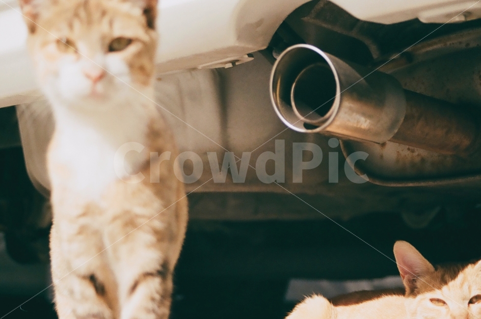 동물,고양이,animals,cats,포유류,자동차,car,길거리,street,동물,animal,포유류,mammal,고양이,cat,kitten,kitty,감성,sensible,feeling