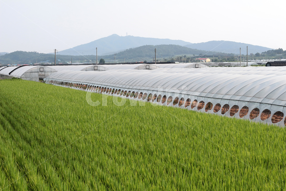 비닐하우스,하우스단지,하우스재배,하우스시설,하우스농작물,농업,농사,agriculture,farming,farming industry
