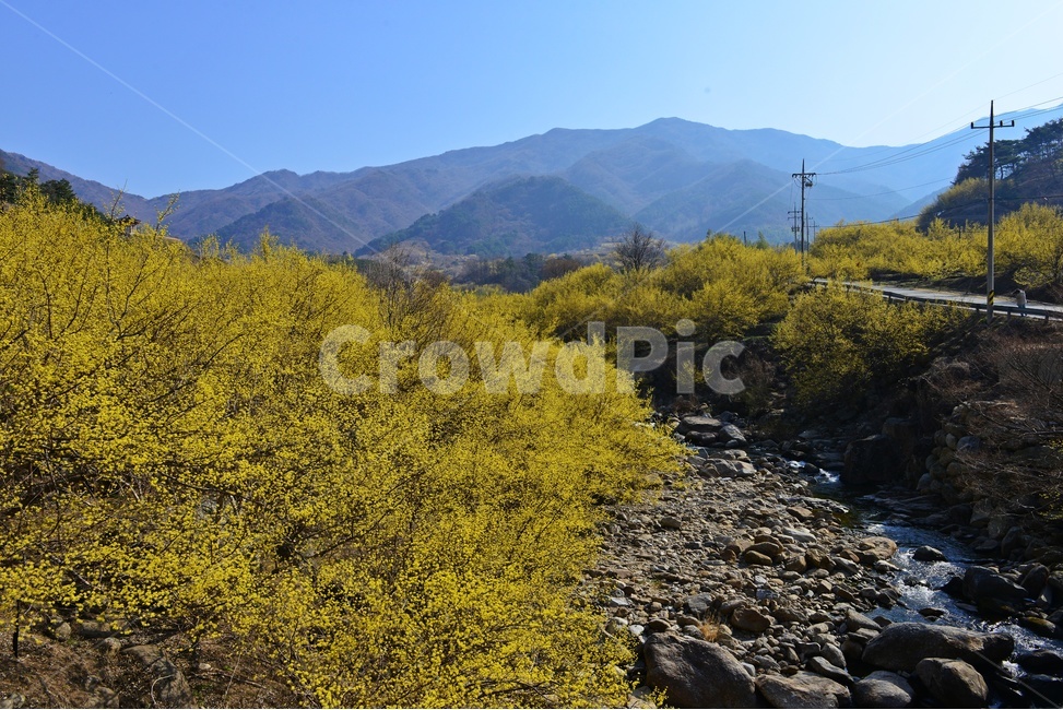 전남,구례,산동,산수유마을,산동산수유마을,산수유,산수유꽃,봄꽃,봄,계절,노랑꽃,mountain,산,mountainrange,산맥,nature,자연,outdoors,옥외,water,물,자연,풍경,nature,landscape
