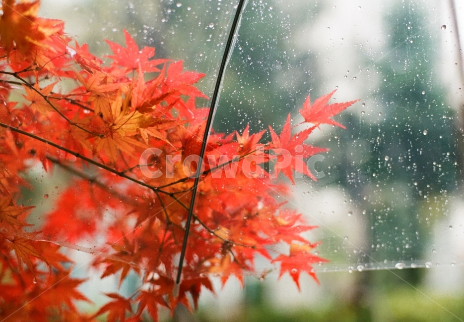단풍나무,가을비,빨간색,비사진,11월,우산,빗방울,감성사진,가을,계절,fall,autumn,season,감성,sensible,feeling,비,비오는날,rain,rainy,leaf,잎,plant,식물,tree,나무,maple,단풍