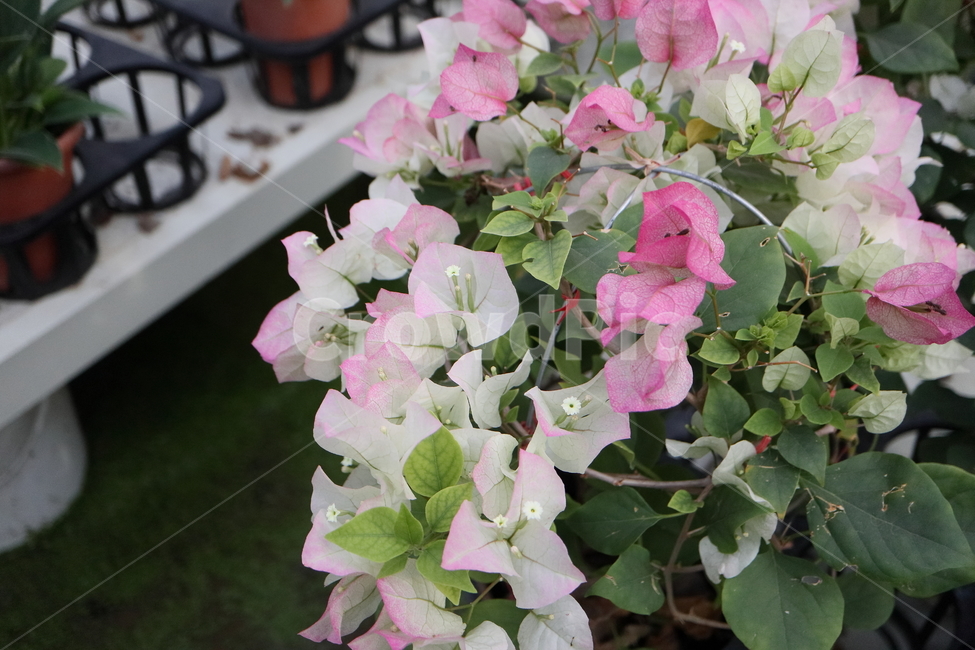 blossom,꽃,flower,plant,식물,부겐빌레아,bougainvillea,관목,핑크엔젤,부겐베리아,온실,쌍떡잎식물