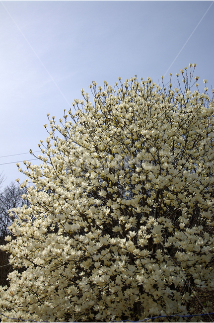 목련,나무,하늘,파란하늘,꽃봉오리,봄,봄날,봄풍경,봄꽃,감성,spring,flower,봄길,산책,봄나들이,식물,꽃,봄,계절,spring,season,식물,자연,plants,nature,꽃,flower,plant,tree