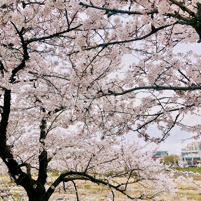 벚꽃,꽃,cherryblossom,봄,spring,벚꽃축제,flower