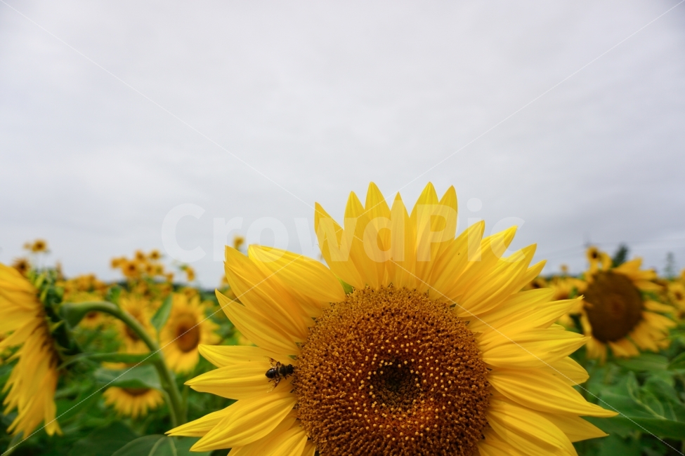 가을,감성사진,해바라기,꽃,자연,식물,자연,plants,nature,꽃,flower,동물,animal,곤충,벌레,insect,bug