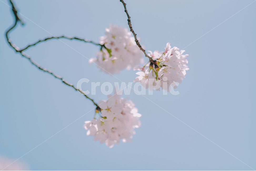봄,벚꽃,꽃,벚나무,하늘,봄,계절,spring,season,식물,자연,plants,nature,꽃,flower,감성,sensible,feeling,plant