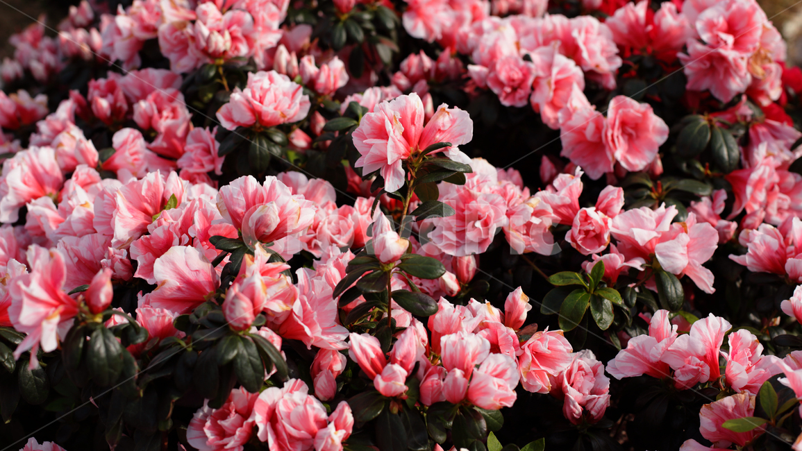 제라늄,geranium,식물,flower,꽃,plant,식물,자연,plants,nature,꽃,flower