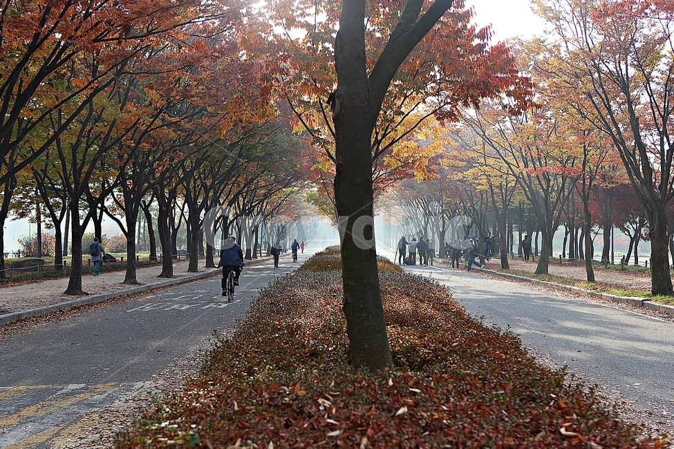 길,단풍길,조깅,사람,단풍,낙엽,산책로,로드,식물,자연,풍경,인천대공원,안개,tree,나무,plant,tree trunk,나무 줄기,leaf,잎,가을,계절,fall,autumn,season