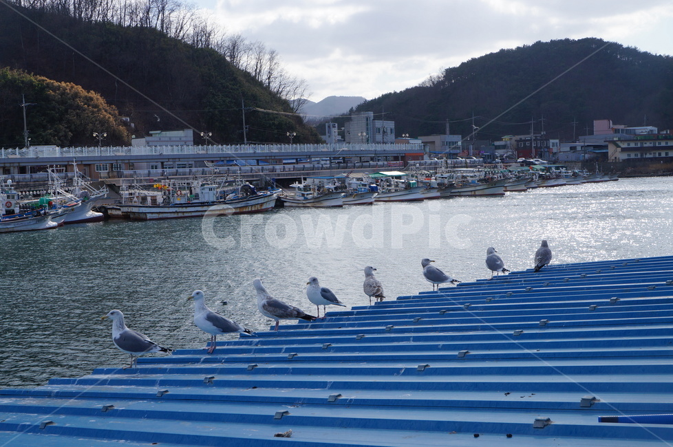 갈매기,부둣가,배,고기잡이,바닷가,어선,한국,영덕,나란히,동물,animal,조류,새,birds,산업,industry,industrial,어업,fishery,fishing industry