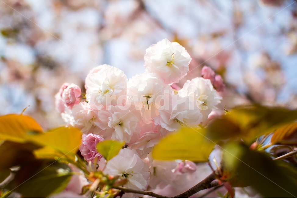 flower,꽃,벚꽃,cherryblossom,blossom,plant,식물,봄,4월,봄,계절,spring,season,식물,자연,plants,nature,꽃,flower