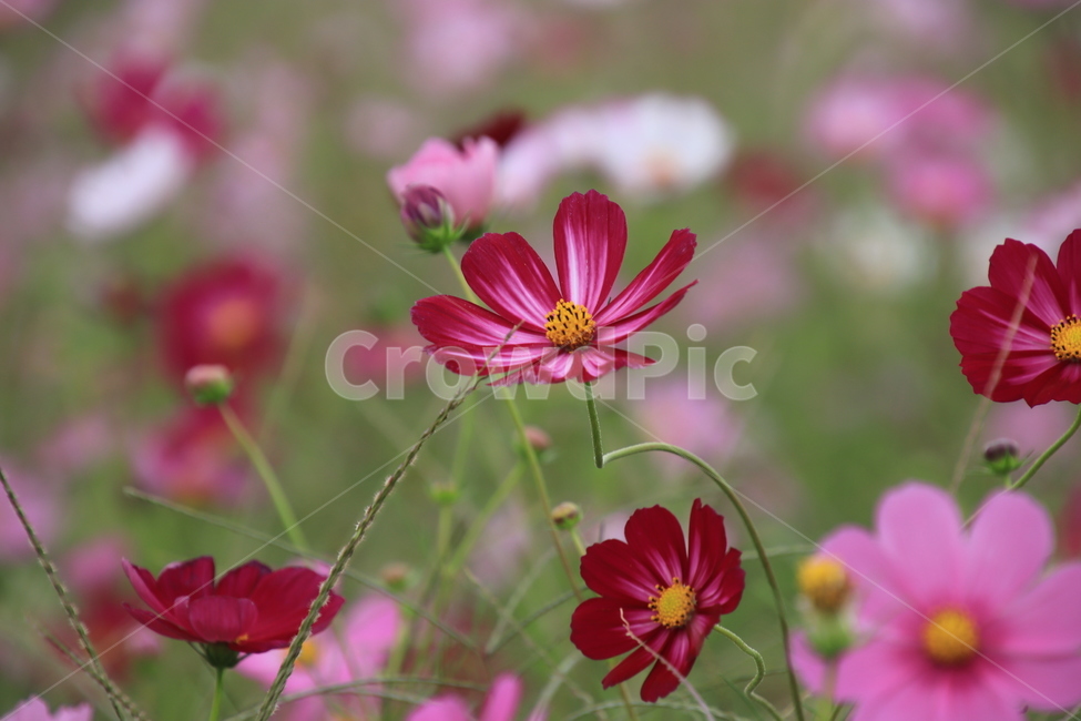 코스모스,식물,가을꽃,삼락공원,순정,식물,자연,plants,nature,꽃,flower