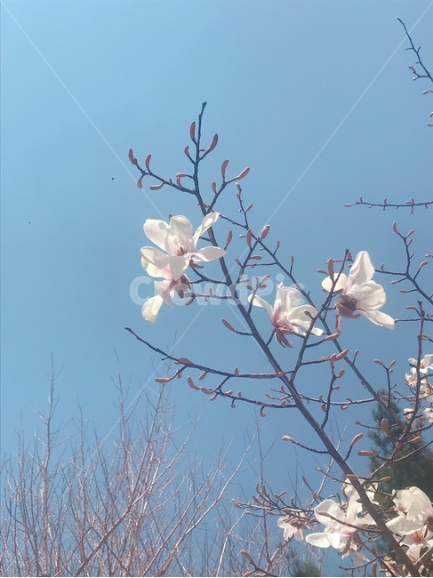 벚꽃,벚꽃놀이,봄,벚꽃나무,나들이,봄,계절,spring,season,plant,식물,animal,동물,bird,새