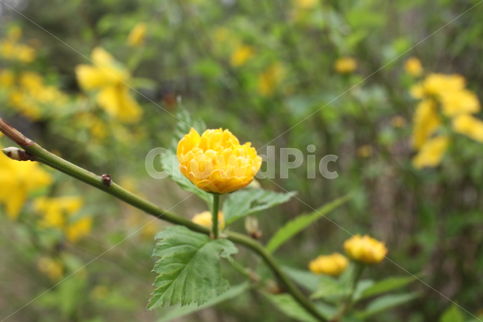 plant,식물,꽃,flower,yellow