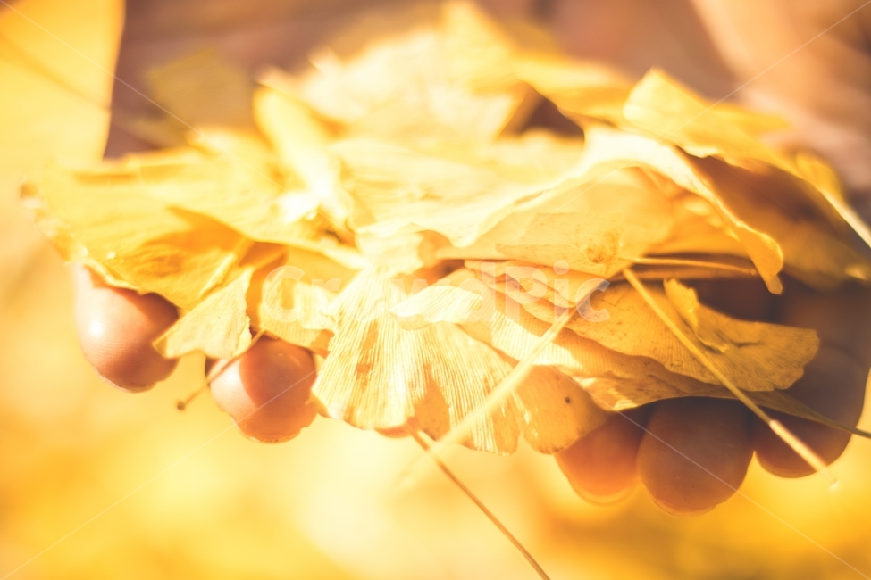 가을,낙엽,풍경,일상,자연,가을,계절,fall,autumn,season,식물,자연,plants,nature,감성,sensible,feeling