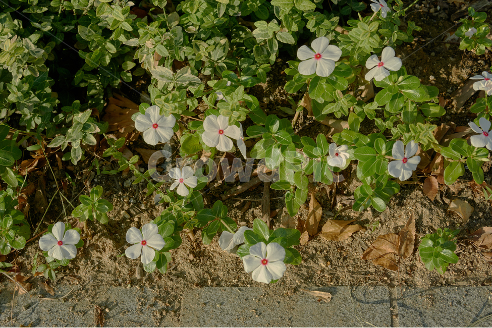 꽃,식물,캔디드,생화,flower,자연,nature