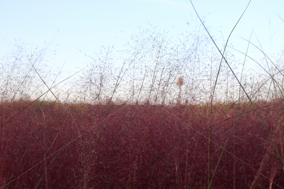 핑크뮬리,뮬리,식물,자연,벼과,분홍쥐꼬리새,가을,가을,계절,fall,autumn,season,plant,grass,잔디