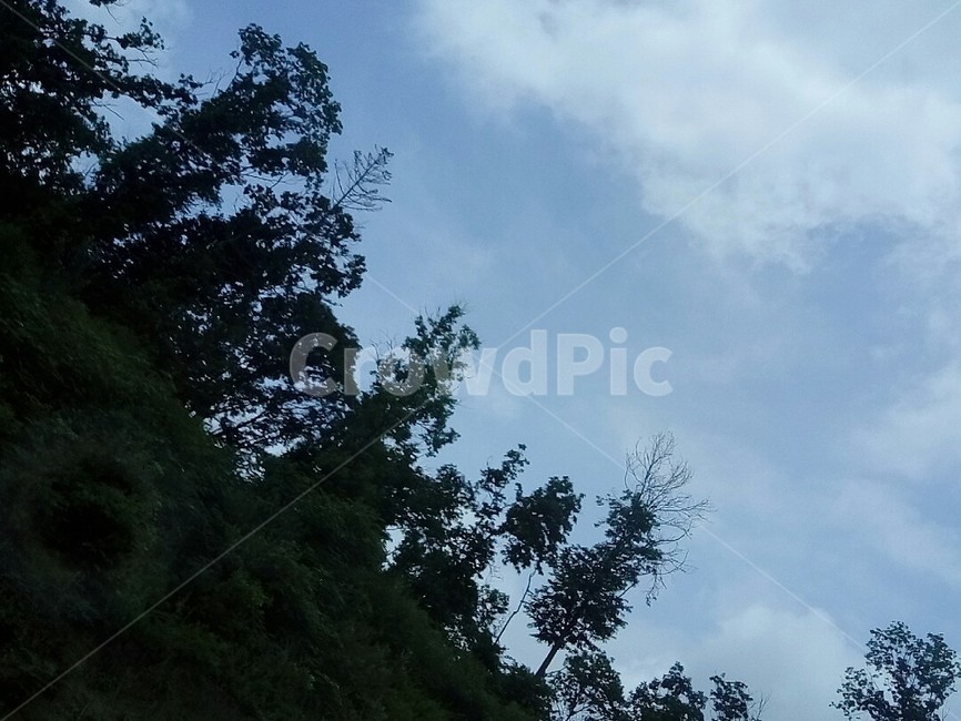 하늘,나무,맑은하늘,여름하늘,숲,summer,sky,forest,trees,skyandforest,반반,화창함,맑음,나무와하늘,자연