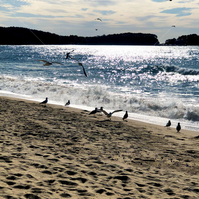 파도,하늘,구름,자연,물,해안선,outdoors,nature,sea,ocean,sky,water,푸른,시원한,바다,새,동물,bird,자연,풍경,nature,landscape,해변,바다,beach,sea,동물,animal,조류,새,birds,대양,옥외