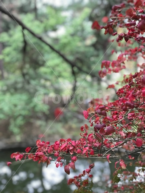 자연,가을사진,레드,빨강,정렬적인,강한이미지,예쁜사진,자연사진,red,color,photo,fall,image,여행,경주,네추럴,화려함,자연스러운,가을,계절,fall,autumn,season,식물,자연,plants,nature,plant