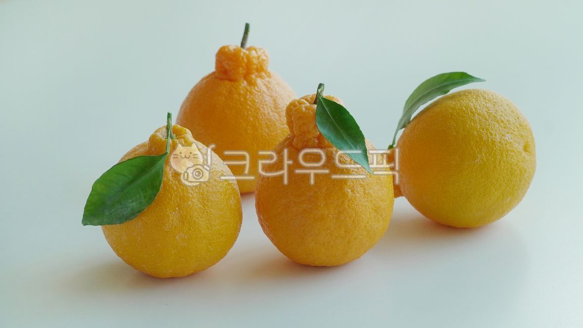 한라봉,제주한라봉,citrusfruit,감귤류과일,food,fruit,주황색