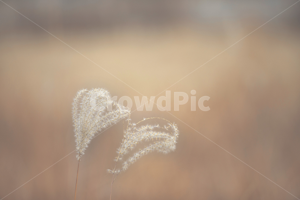 plant,식물,억새,가을,물억새,가을,계절,fall,autumn,season,식물,자연,plants,nature