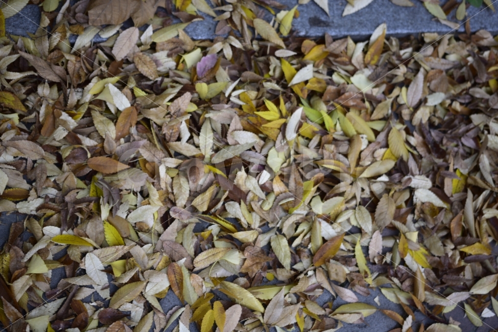 낙엽,가을,배경,season,자연,plant,fall,감성,가을,계절,fall,autumn,season,식물