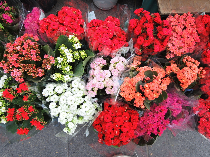 꽃,화환,꽃다발,꽃가게,빨간꽃,flower,bloom,blossom,floral,inflorescence,blow,redflower,식물,자연,plants,nature,꽃,flower