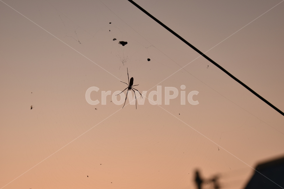 거미,노을,전깃줄,따뜻,해질무렵,곤충,벌레,insect,bug