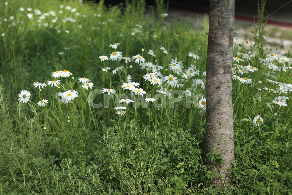 샤스타데이지,흰색,냇가,봄,빛,봄,계절,spring,season,식물,자연,plants,nature,꽃,flower,plant