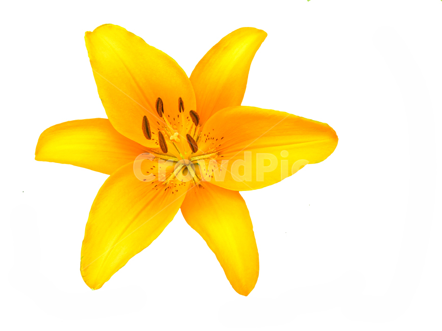 노란색꽃,예쁜꽃,노란꽃잎,식물,petal,yellowflower,flower,꽃,flower,누끼,remove background