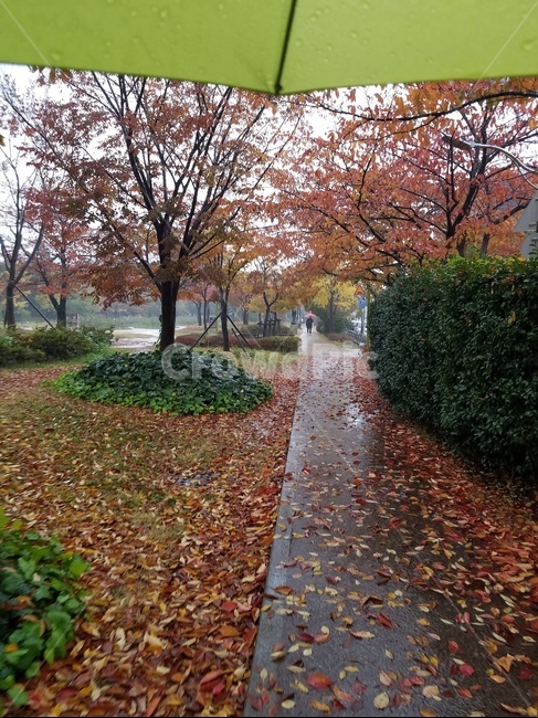 공원,가을,낙엽,비,주황색