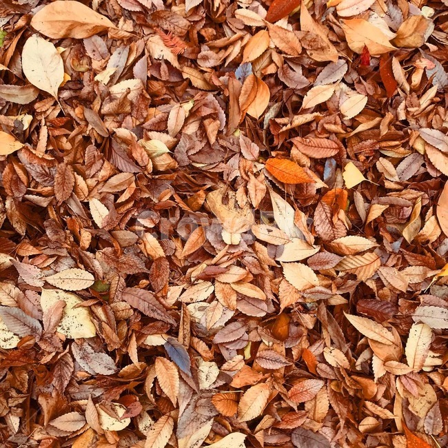 낙엽,갈색,leaves,deadleaves,가을,fallenleaves