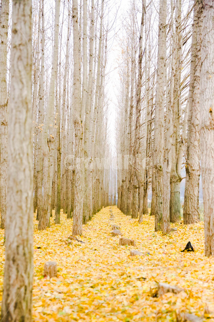 tree,나무,plant,은행나무,은행나무숲,가을,계절,fall,autumn,season,자연,풍경,nature,landscape