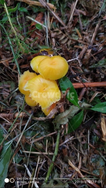 plant,식물,fungus,진균류,버섯,노랑,노랑색버섯,예쁜버섯,자연