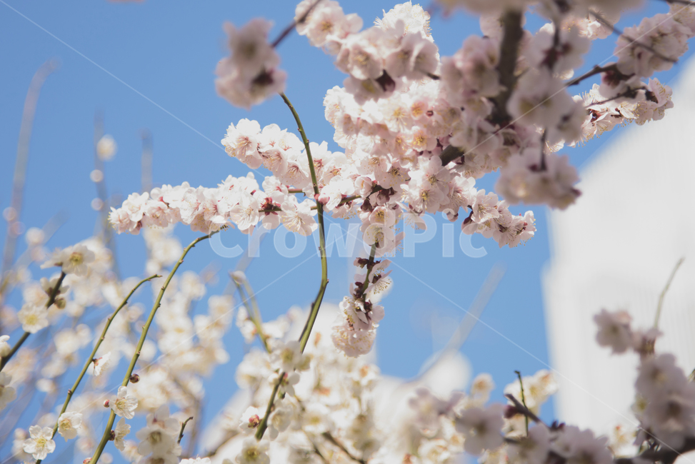 하늘,벚꽃,하늘색,핑크색,자연,봄,봄꽃,봄,계절,spring,season,식물,자연,plants,nature,꽃,flower,plant