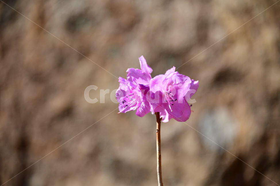 식물,plant,꽃,flower,봄
