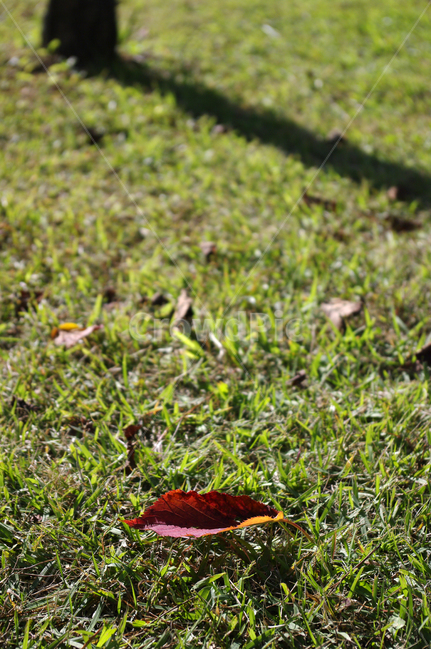 낙엽,가을,잎,식물,plant,그림자,잔디,가을,계절,fall,autumn,season,ground,바닥,leaf