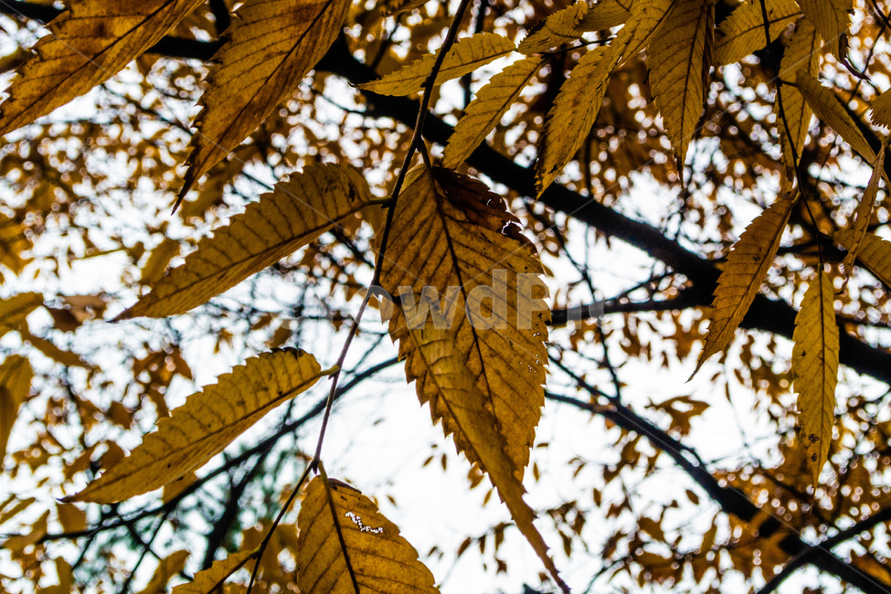 단풍,단풍나무,낙엽,foliage,가을단풍,autumnleaves,가을,계절,fall,autumn,season,veins,정맥,leaf,잎,plant,식물