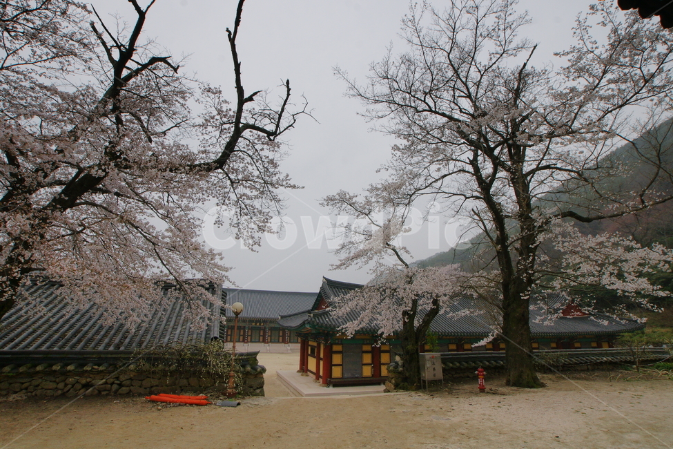 화엄사,매화,지리산,풍경,봄,사찰,봄,계절,spring,season,한국전통,한국문화,korean traditional,korean culture,건축물,건물외관,exterior,building,structure,architecture,construction