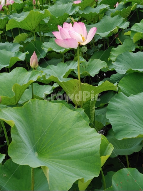 꽃,식물,분홍연꽃,여름꽃,flower,식물,자연,plants,nature,꽃,flower