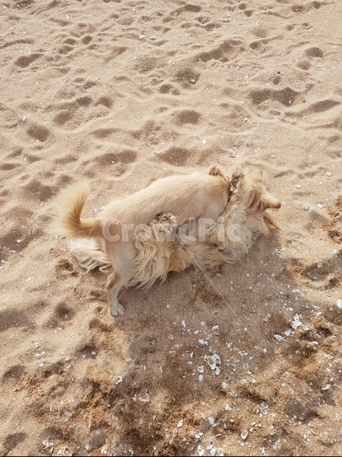 모래,강아지,개,바닷가,뒹굴거리기