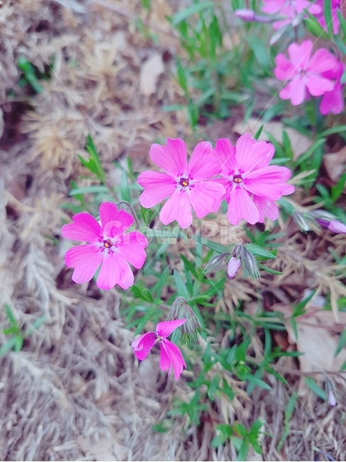 야생화,보라색,꽃,봄,싱그러움,봄,계절,spring,season,식물,자연,plants,nature,꽃,flower,geranium,제라늄,blossom,plant