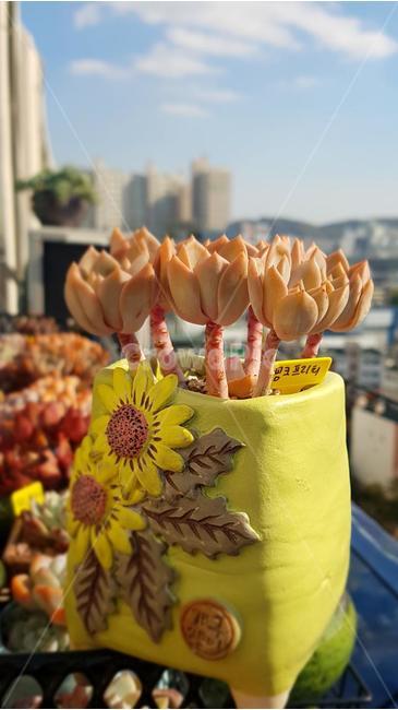다육이,화분,노랑,식물,꽃,배경,화초,식물,자연,plants,nature,실내용화초,화분,화초,house plant