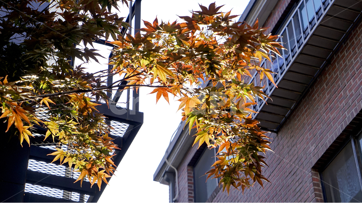 maple,tree,leaf,sunshine,silhouette,sky,daytime,단풍나무,햇빛,실루엣,그림자,나무,배경,풍경,가을,계절,fall,autumn,season,식물,자연,plants,nature,건축물,건물외관,exterior,building,structure,architecture,construction,잎,plant