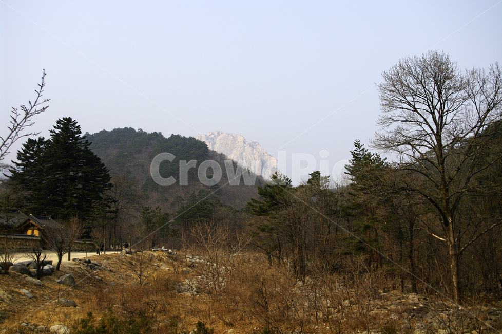 tree,나무,plant,식물,자연,nature,하늘,산